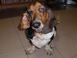 Dogdog - Basset Hound Dog