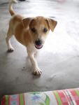 Spotty - Labrador Retriever + Retriever Dog