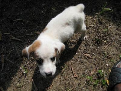 Spot - Mixed Breed Dog