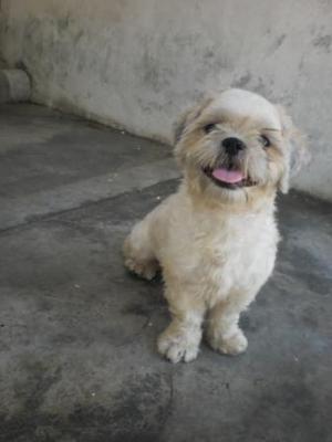 Kiya - Shih Tzu Dog