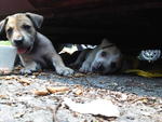 Cute Abandon Pups! - Mixed Breed Dog