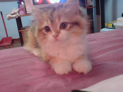 Cutie_1  - Persian + Tabby Cat