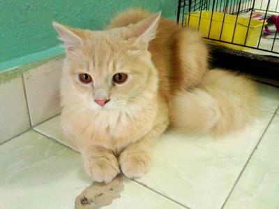 Male Cat - Domestic Long Hair Cat