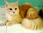 Male Cat - Domestic Long Hair Cat