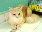 Male Cat - Domestic Long Hair Cat