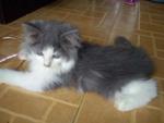 PF23870 - Domestic Long Hair Cat