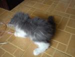 PF23870 - Domestic Long Hair Cat