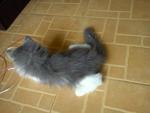 PF23870 - Domestic Long Hair Cat