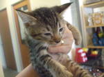 Kitten....no Name - Domestic Short Hair Cat