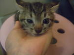 Kitten....no Name - Domestic Short Hair Cat