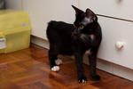 Xixi - Domestic Short Hair Cat