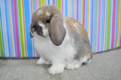 Holland Lop - Broken Tort - Holland Lop Rabbit