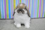 Holland Lop - Broken Tort - Holland Lop Rabbit