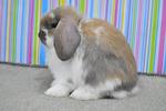 Holland Lop - Broken Tort - Holland Lop Rabbit