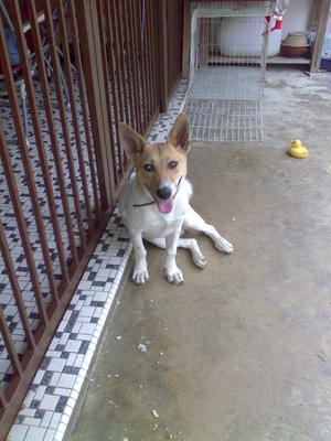 Tika - Mixed Breed Dog