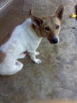 Tika - Mixed Breed Dog