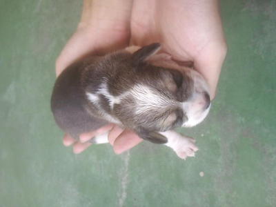 Beagle Puppy For Sale - Beagle Dog