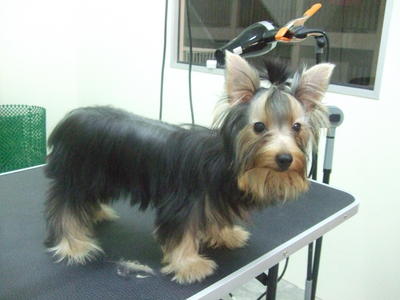 Silky Terrier - Silky Terrier Dog