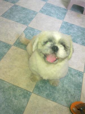 Shih Tzu Found, Tesco Extra Ipoh - Shih Tzu Dog