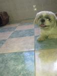 Shih Tzu Found, Tesco Extra Ipoh - Shih Tzu Dog