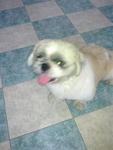 Shih Tzu Found, Tesco Extra Ipoh - Shih Tzu Dog