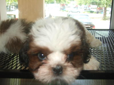 Shih Tzu - Shih Tzu Dog