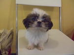 Shih Tzu - Shih Tzu Dog