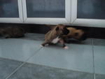 1 Month Mixed Breed Puppies  - Mixed Breed Dog