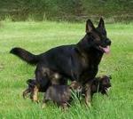 Solid Black Working German Shepherd - German Shepherd Dog Dog