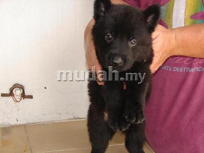 Solid Black Working German Shepherd - German Shepherd Dog Dog