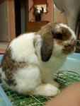 Chimoo - Holland Lop + Mini-Lop Rabbit