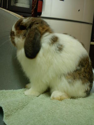 Chimoo - Holland Lop + Mini-Lop Rabbit