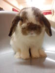 Chimoo - Holland Lop + Mini-Lop Rabbit