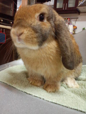 Chimee - Holland Lop + Mini-Lop Rabbit