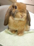 Chimee - Holland Lop + Mini-Lop Rabbit