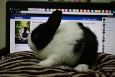 Panda - Netherland Dwarf + Dutch Rabbit