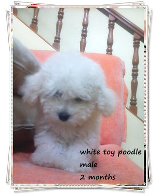 White Toy Poodle .~ - Poodle Dog