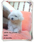 White Toy Poodle .~ - Poodle Dog