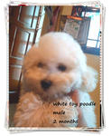 White Toy Poodle .~ - Poodle Dog