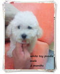 White Toy Poodle .~ - Poodle Dog