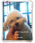 White Toy Poodle .~ - Poodle Dog