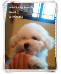 White Toy Poodle .~ - Poodle Dog