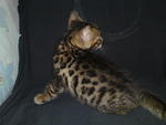 Tica Rosetted Bengal Kitten(Sold) - Bengal Cat