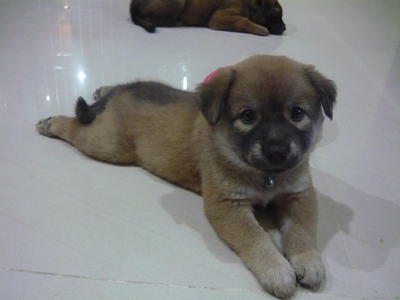 Cute Puppies - Mixed Breed Dog