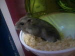 Winter White Dwarf Hamster - Short Dwarf Hamster Hamster