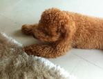 Cuppacino - Poodle Dog