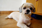 Gargamel - Shih Tzu Dog