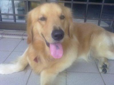 Maximus - Golden Retriever Dog