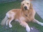 Maximus - Golden Retriever Dog