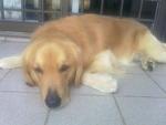 Maximus - Golden Retriever Dog